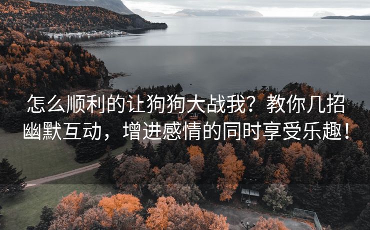 怎么顺利的让狗狗大战我？教你几招幽默互动，增进感情的同时享受乐趣！