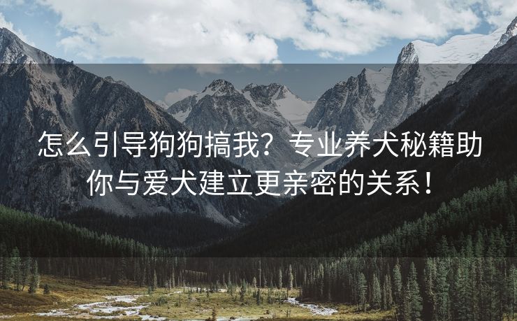 怎么引导狗狗搞我？专业养犬秘籍助你与爱犬建立更亲密的关系！