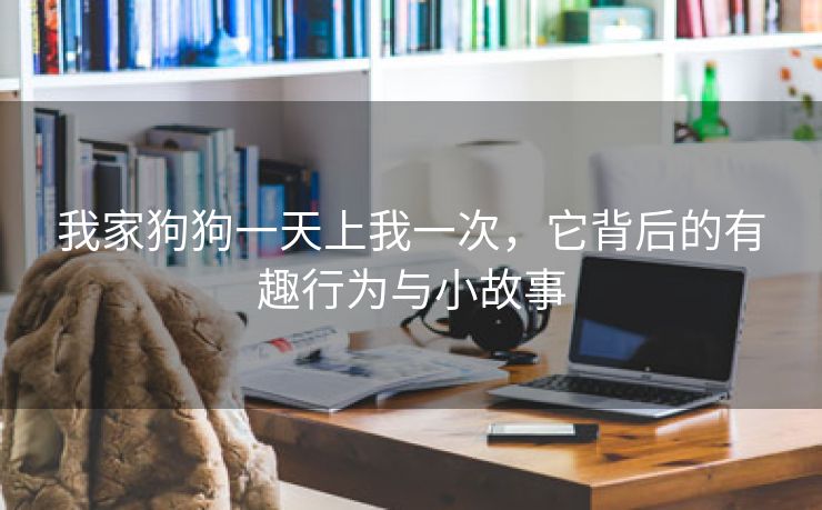 我家狗狗一天上我一次，它背后的有趣行为与小故事